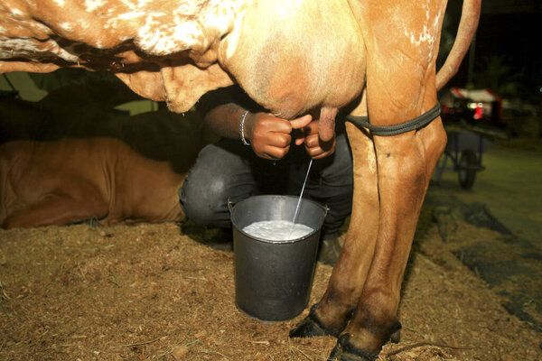 cow milking