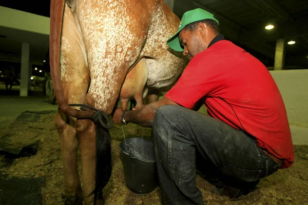 Ordeño de vacas — Foto de Stock