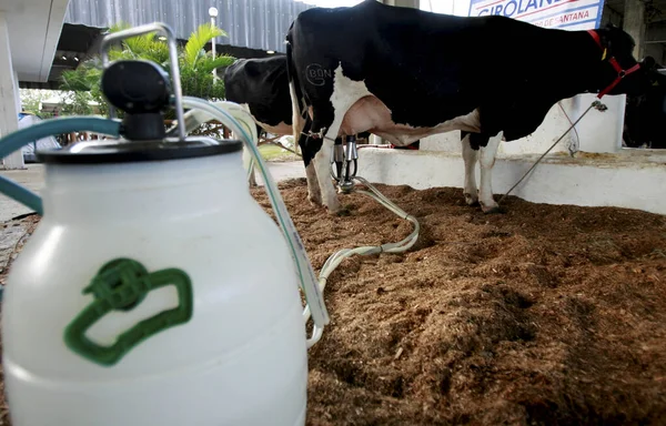 Cow milking — Stock Photo, Image