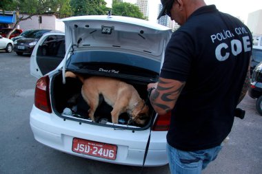 Salvador 'da uyuşturucu arayan bir köpek.