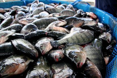 captive fish farming clipart