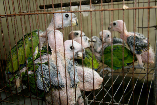 захват животных
