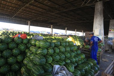 Karpuz hasadı ve ekme