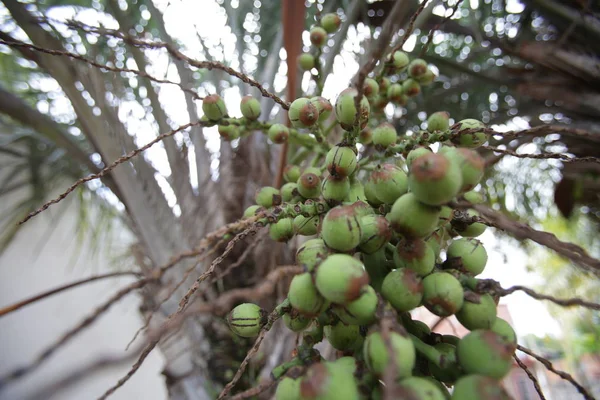 Plantação de coco Licuri — Fotografia de Stock