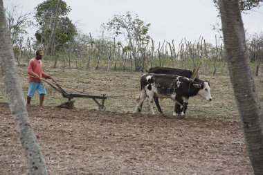 Kuzeydoğu Brezilya 'da kuraklık