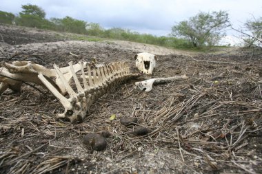 Kuzeydoğu Brezilya 'da kuraklık