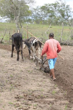 Kuzeydoğu Brezilya 'da kuraklık