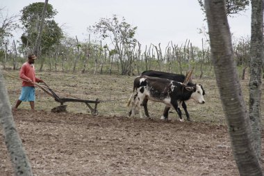 Kuzeydoğu Brezilya 'da kuraklık