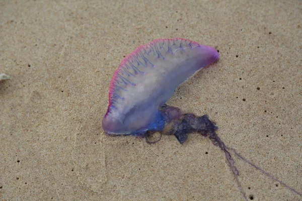 Medusas na areia da praia — Fotografia de Stock