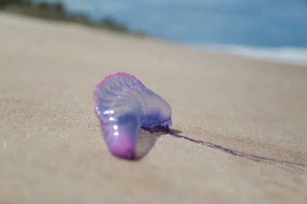 Медузы на песке — стоковое фото