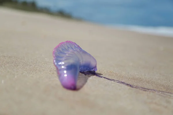 Meduza na piasku plaży — Zdjęcie stockowe