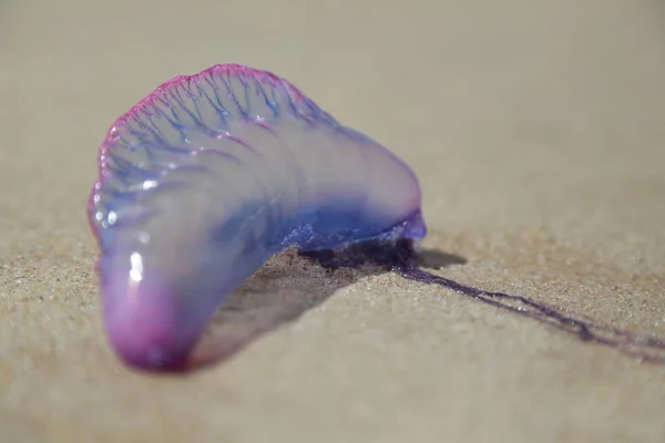 Jellyfish on the beach sand — Stock Photo, Image