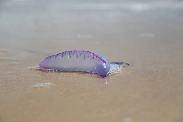 Medusas en la arena de la playa —  Fotos de Stock