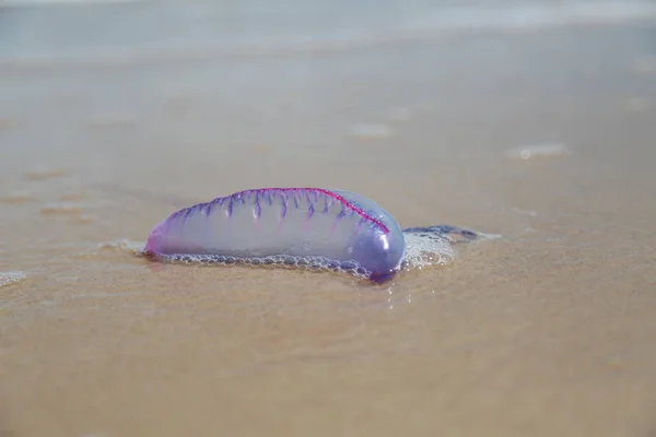 Kwallen op het strand-zand — Stockfoto