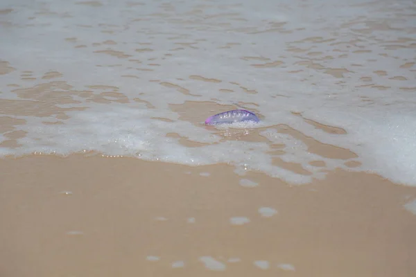 Medusas na areia da praia — Fotografia de Stock