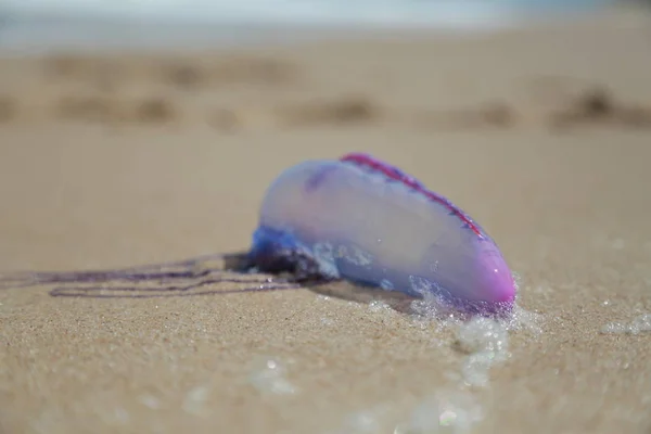 Meduza na piasku plaży — Zdjęcie stockowe