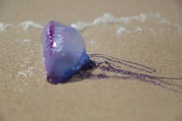 Méduses sur la plage de sable — Photo