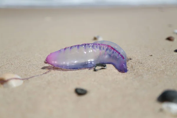 Meduza na piasku plaży — Zdjęcie stockowe