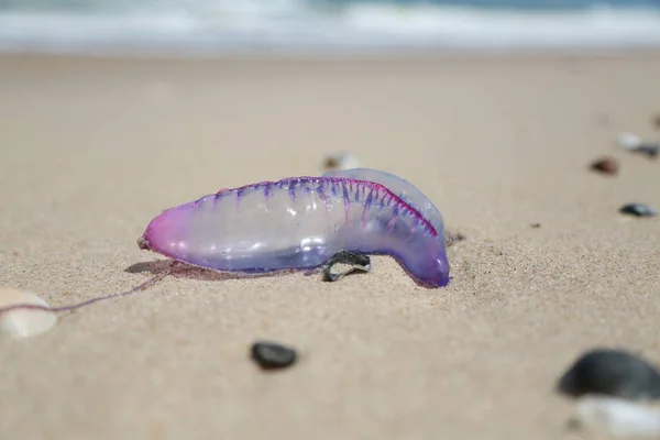 Kwallen op het strand-zand — Stockfoto