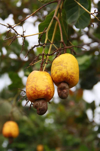 Cashewnoten — Stockfoto