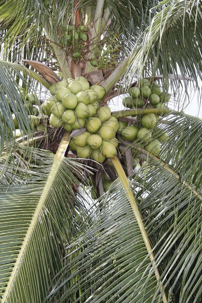 Ferme de plantation de noix de coco — Photo