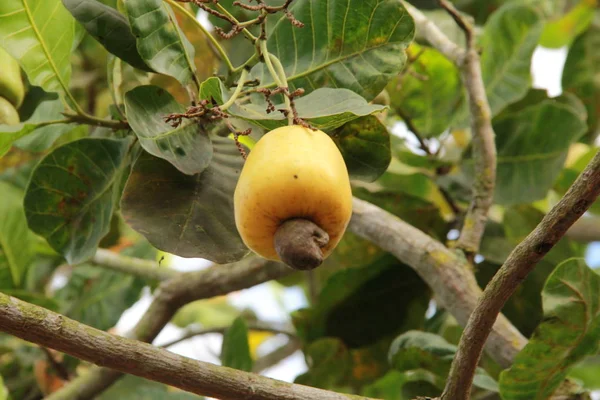 Cashewnoten — Stockfoto