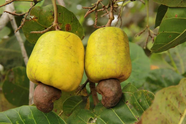 Cashewnoten — Stockfoto