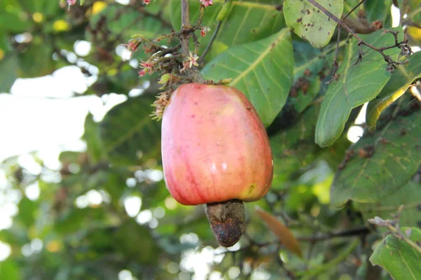 Cashewnoten — Stockfoto