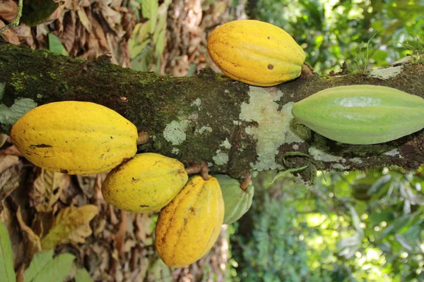 Bahia 'da Kakao Hasadı — Stok fotoğraf