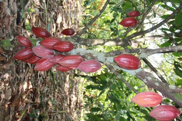 Cosecha de cacao en Bahía — Foto de Stock