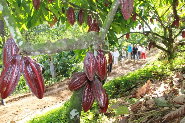 Cosecha de cacao en Bahía — Foto de Stock