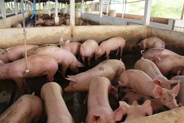 Carne de bovino — Fotografia de Stock