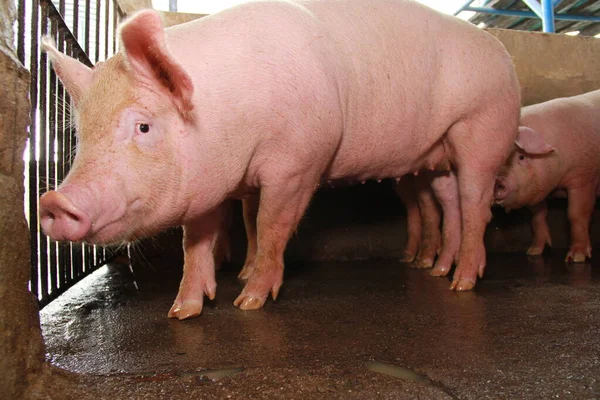 Carne de bovino — Fotografia de Stock