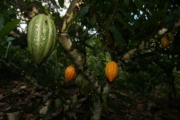 Bahia 'da Kakao Hasadı — Stok fotoğraf