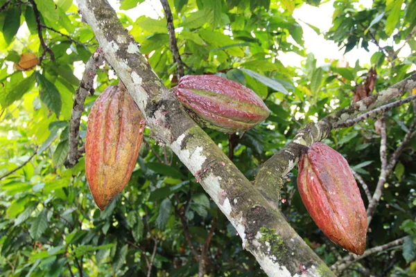 Sklizeň kakaa v Bahii — Stock fotografie
