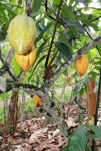 Bahia 'da Kakao Hasadı — Stok fotoğraf