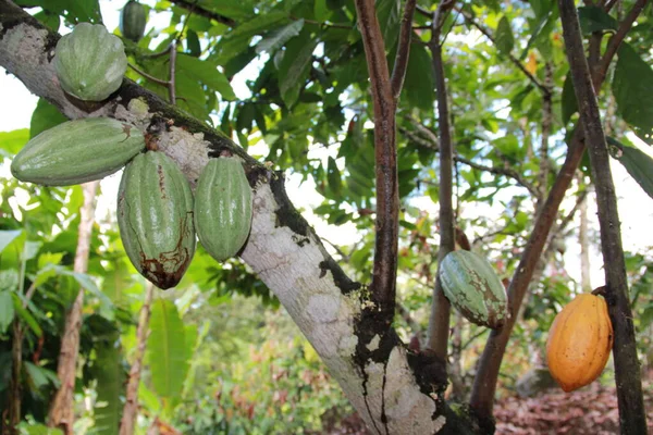 Cosecha de cacao en Bahía — Foto de Stock