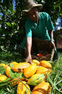 Cocoa Harvest in Bahia clipart