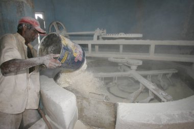 Cassava un üretimi için hasat yapıyor.