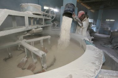 Cassava un üretimi için hasat yapıyor.