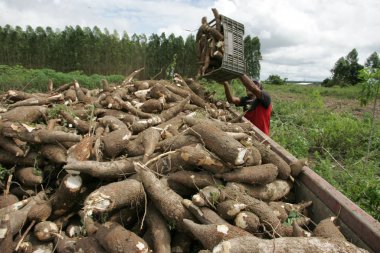 Cassava un üretimi için hasat yapıyor.