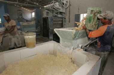 Cassava un üretimi için hasat yapıyor.