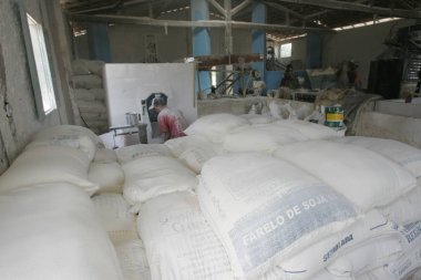 Cassava un üretimi için hasat yapıyor.