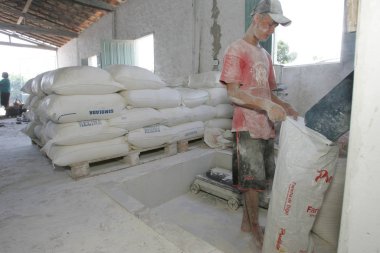 Cassava un üretimi için hasat yapıyor.