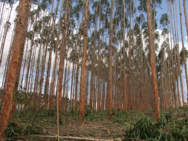 Eucalyptus plantation in southern Bahia clipart