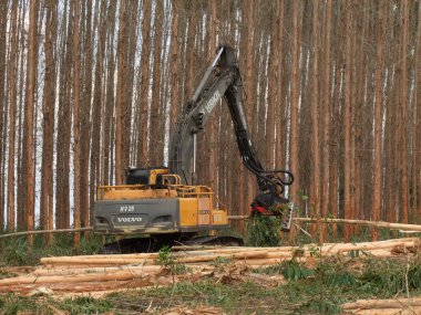 Güney Bahia 'daki okaliptüs tarlası.