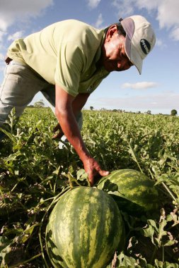 Karpuz hasadı ve ekme