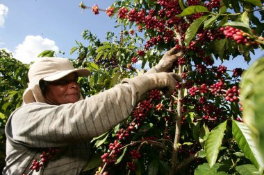 Güney Bahia 'da kahve hasadı