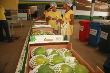 Fruit for export