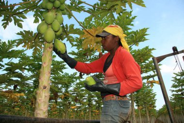 Fruit for export